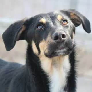 Lolli, female 4yo Mixed Breed for adoption at Aegean Dogs e.V. / FAZA Aegina, Berlin