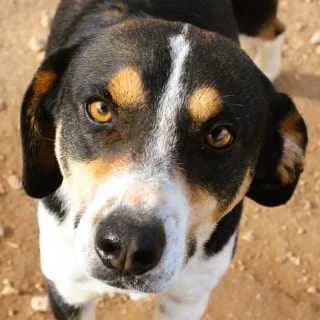 Ralf, male 4yo Mixed Breed for adoption at Aegean Dogs e.V. / FAZA Aegina, Berlin