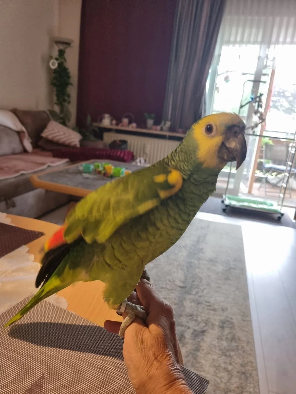 Blaustirnamazone, male 3yo Mixed Breed for adoption at Federnhilfe
