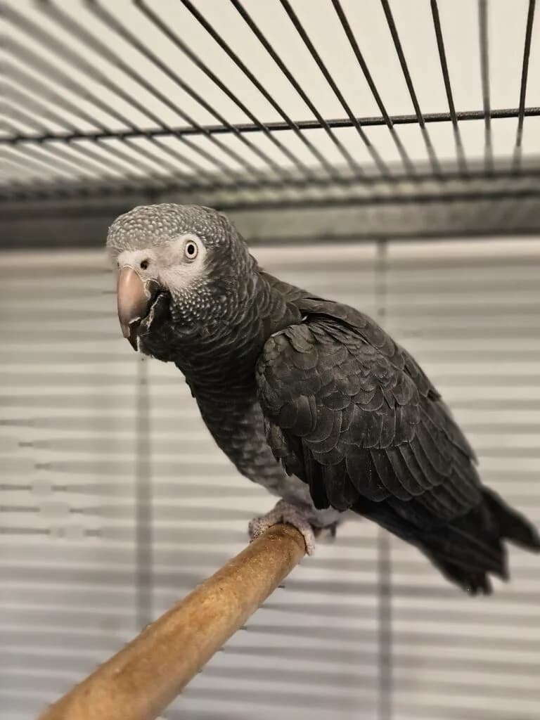 Timneh-Graupapagei, female Mixed Breed for adoption at Federnhilfe