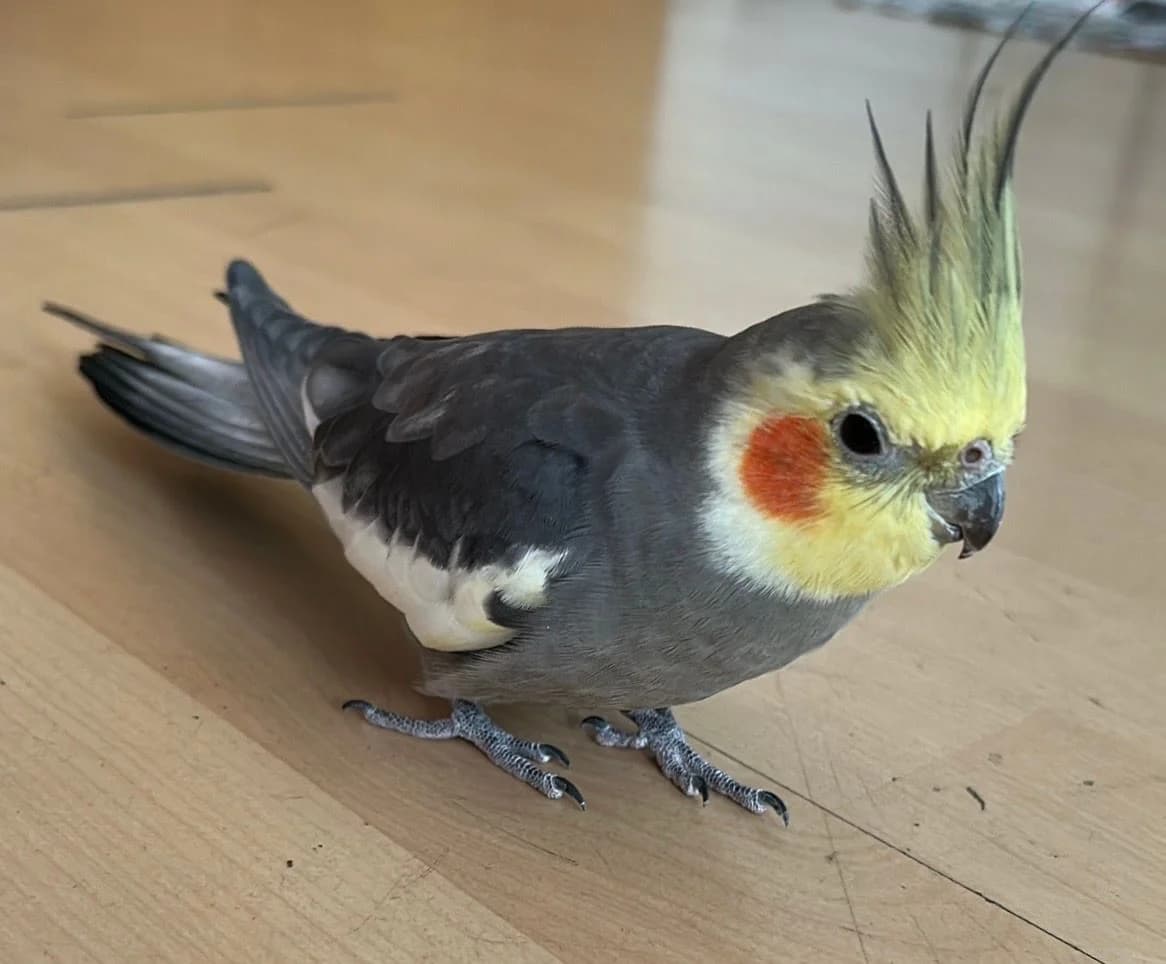 Nymphensittich, male senior Mixed Breed for adoption at Federnhilfe