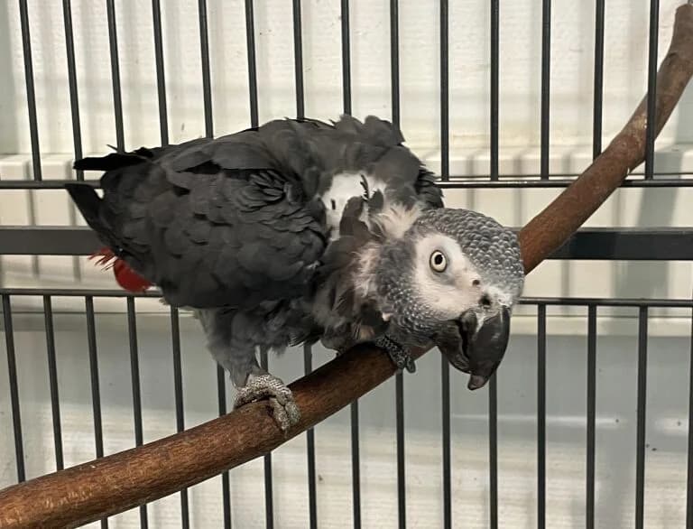 Kongo-Graupapagei, female Mixed Breed for adoption at Federnhilfe