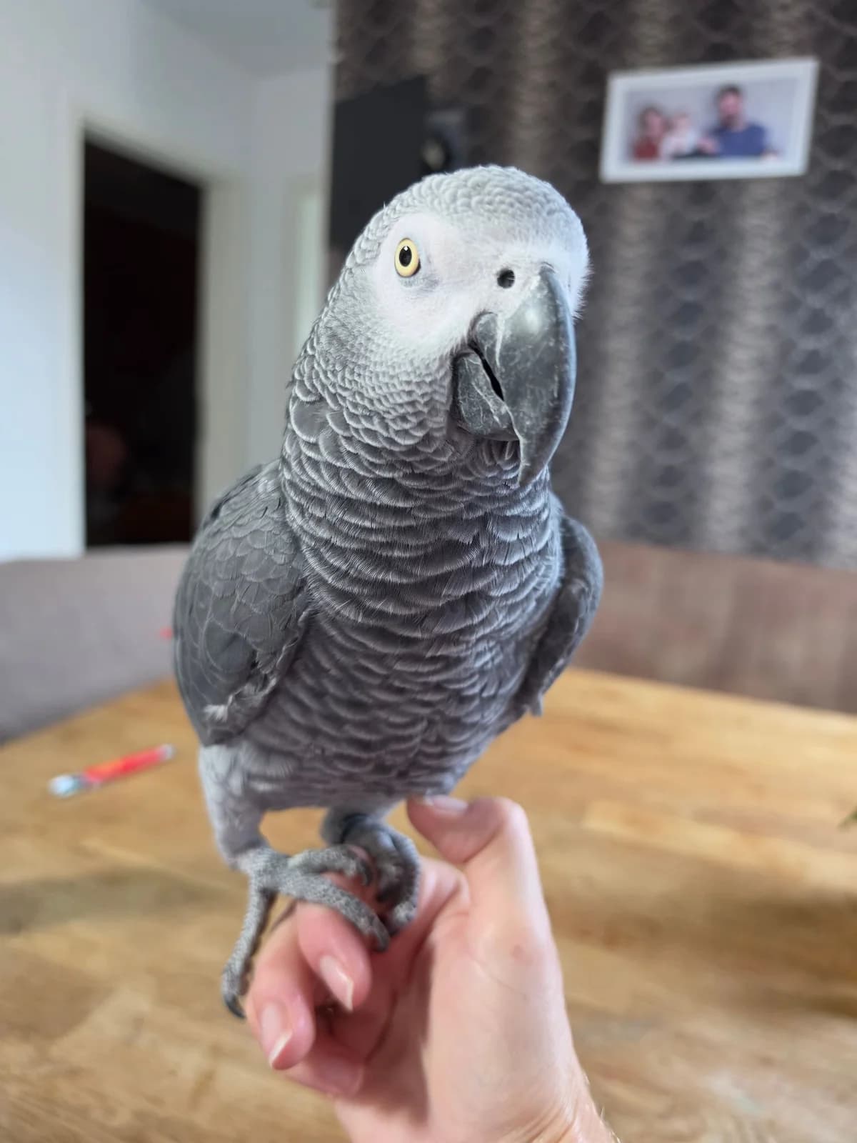 Kongo Graupapagei, male 4yo Mixed Breed for adoption at Federnhilfe