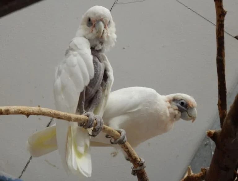 Nacktaugenkakadu, female Mixed Breed for adoption at Federnhilfe
