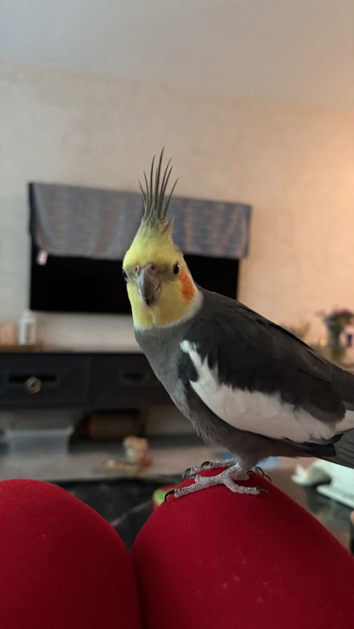 Nymphensittich, male Mixed Breed for adoption at Federnhilfe