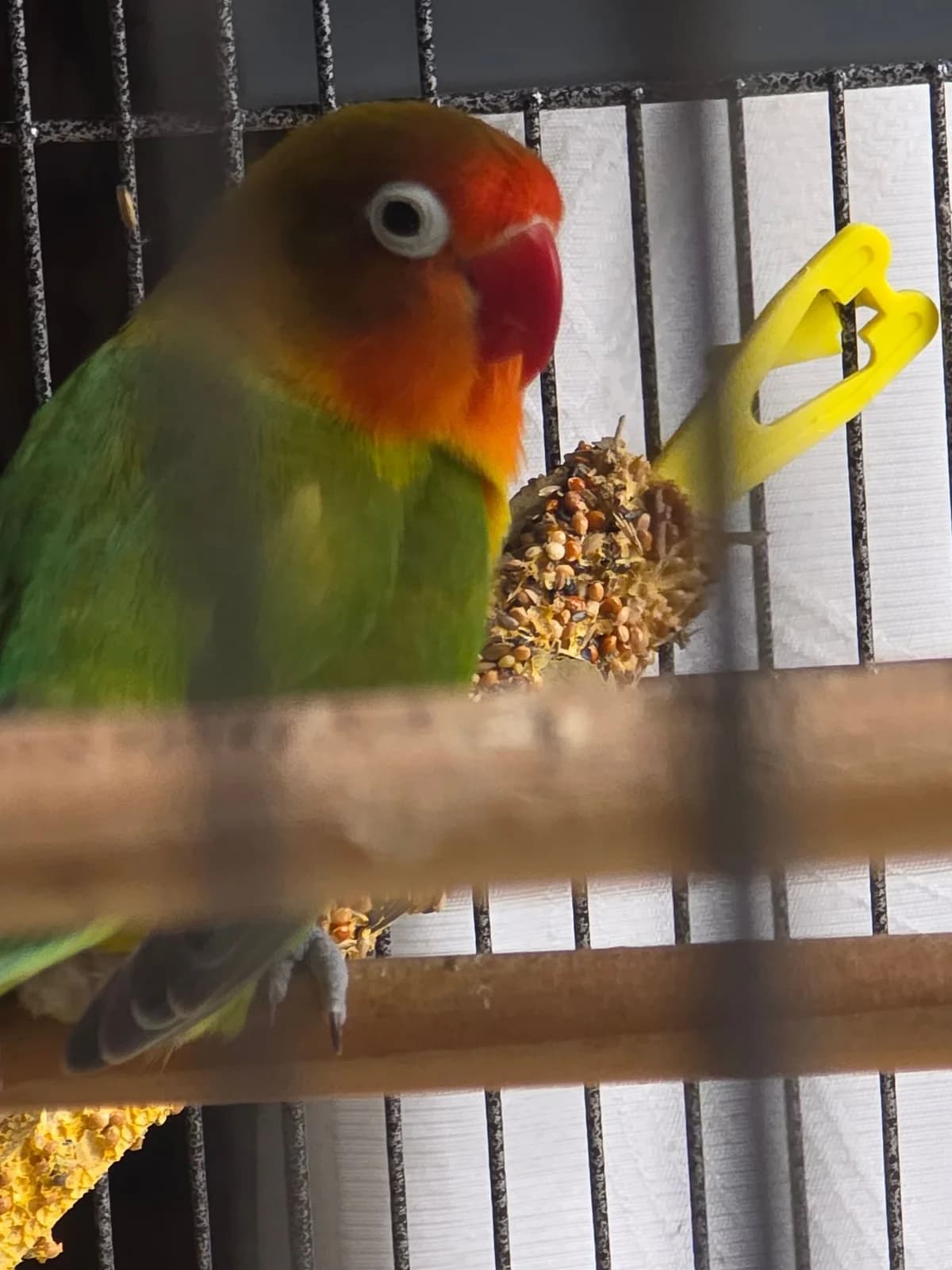 Agapornide, female 6yo Mixed Breed for adoption at Federnhilfe