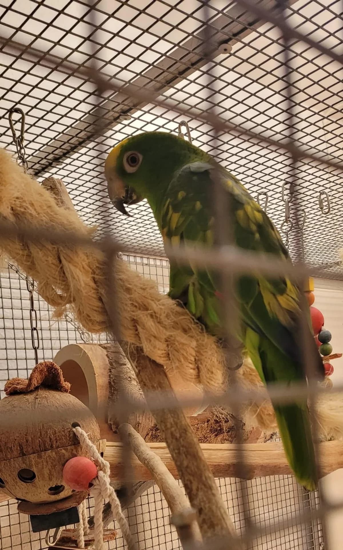 Gelbscheitelamazone, male Mixed Breed for adoption at Federnhilfe