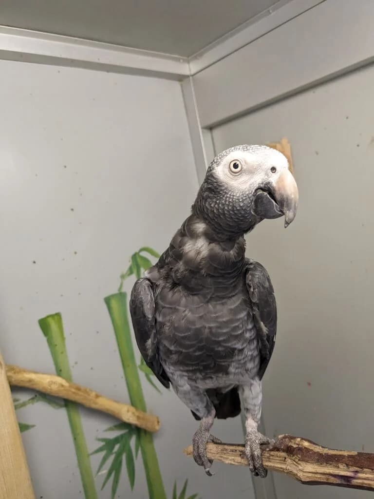 Timneh-Graupapagei, male Mixed Breed for adoption at Federnhilfe
