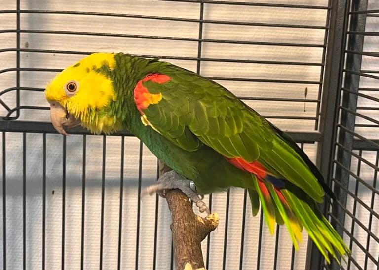 Doppelgelbkopf-Amazone, male Mixed Breed for adoption at Federnhilfe