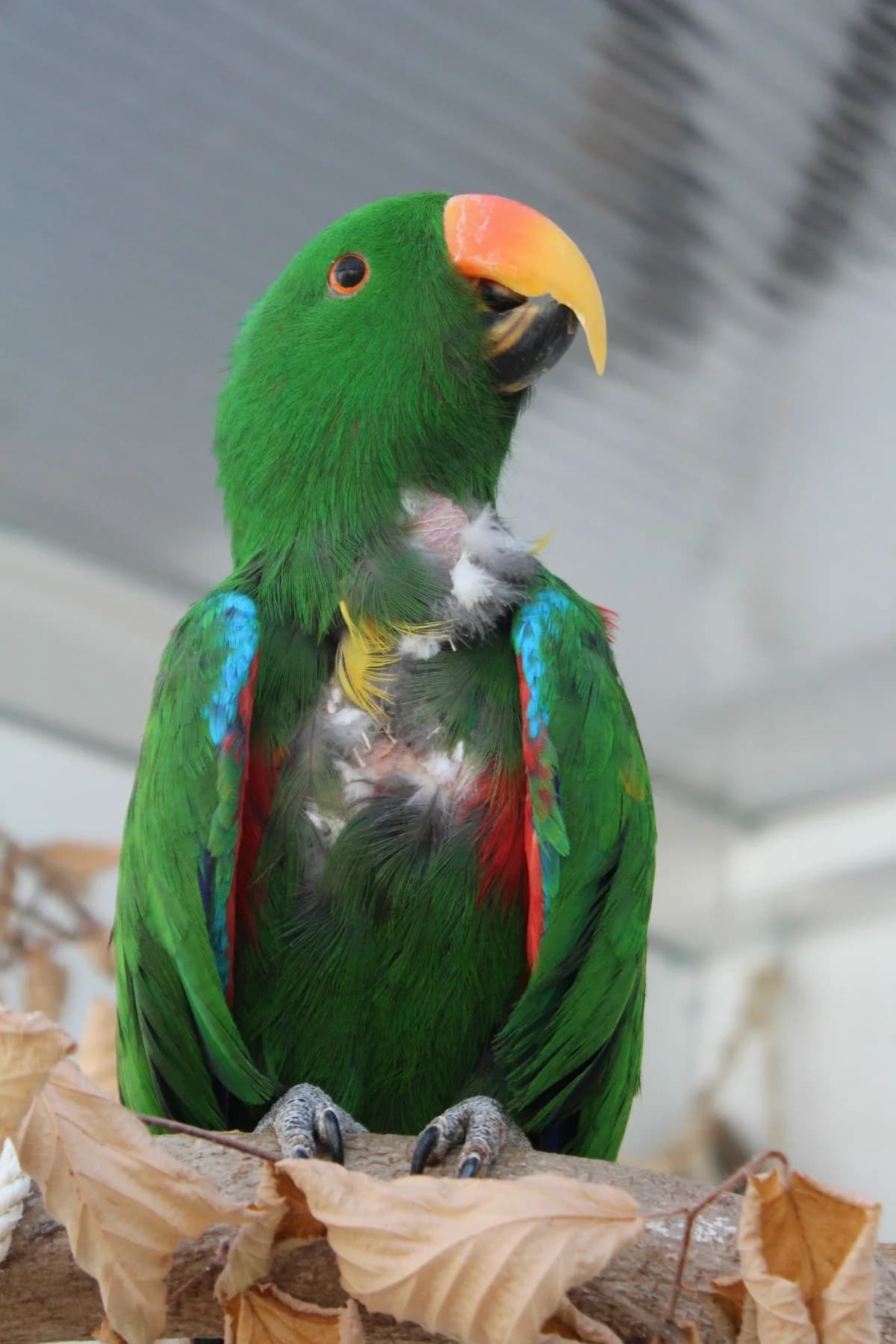 Edelpapagei, senior Mixed Breed for adoption at Federnhilfe