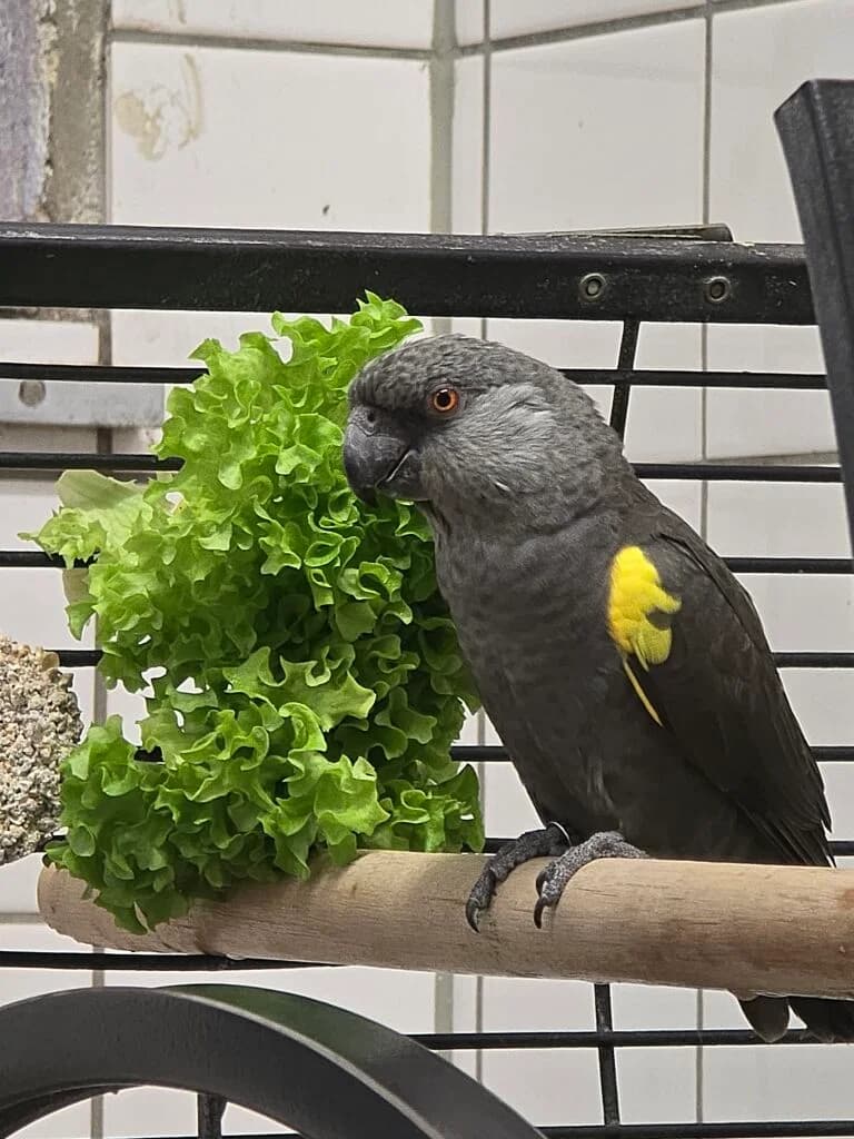 Rüppelspapagei, male Mixed Breed for adoption at Federnhilfe