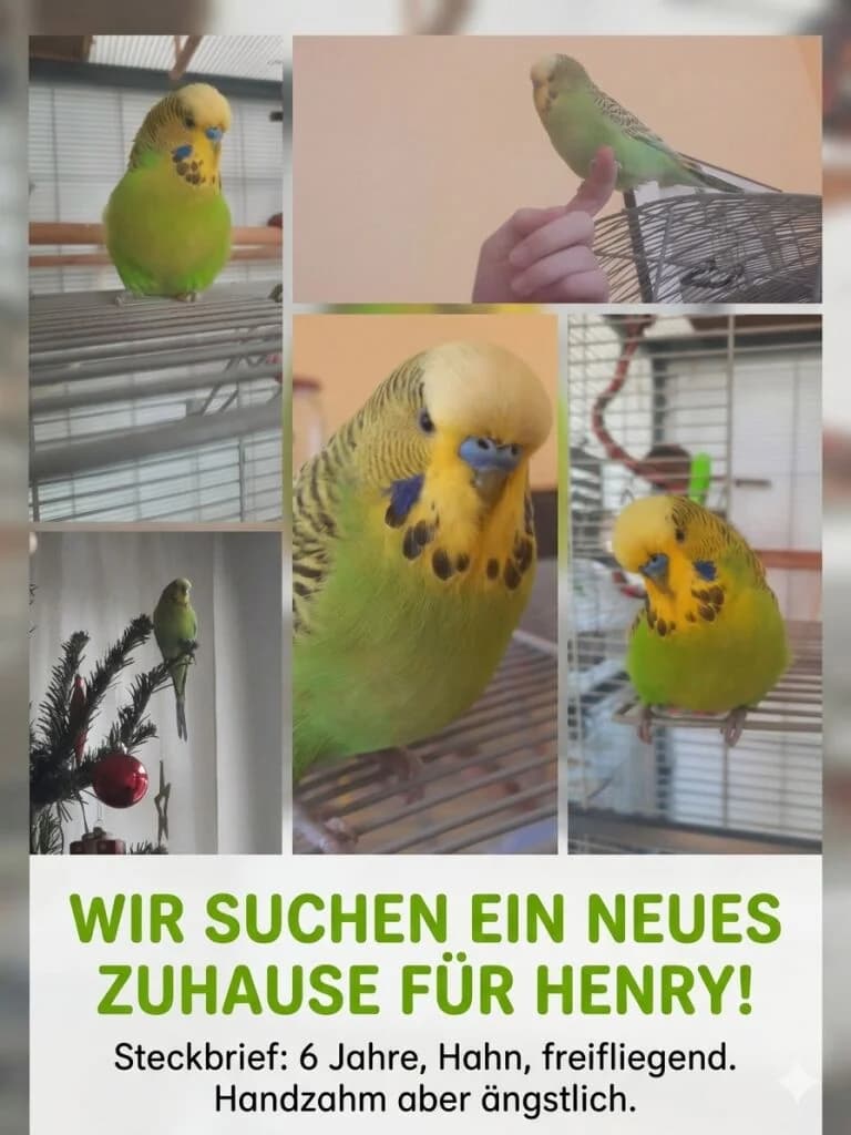 Wellensittich, male Mixed Breed for adoption at Federnhilfe