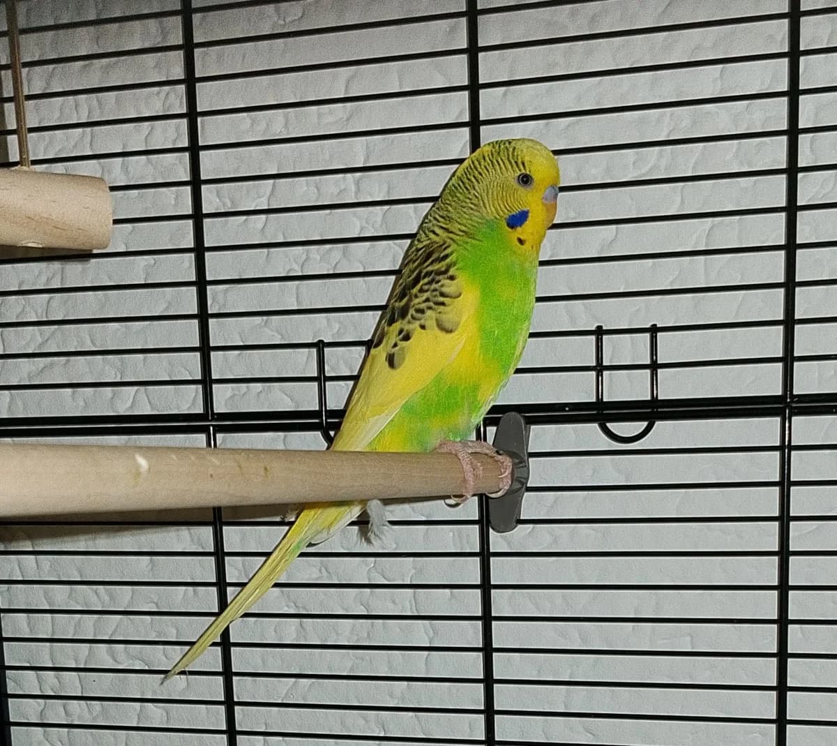 Wellensittich, male Mixed Breed for adoption at Federnhilfe