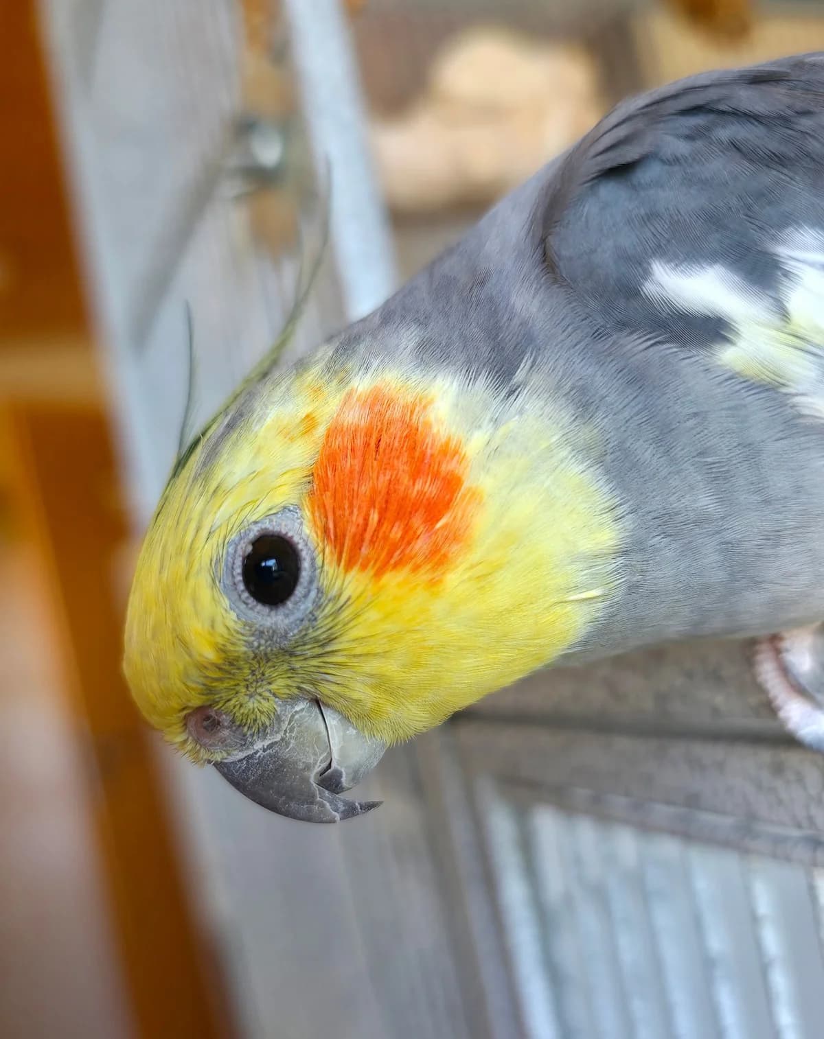 Nymphensittich, male senior Mixed Breed for adoption at Federnhilfe