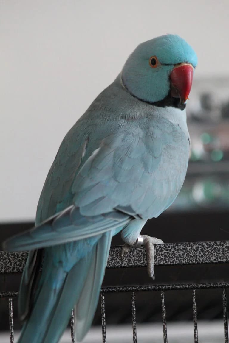 Halsbandsittich, male Mixed Breed for adoption at Federnhilfe