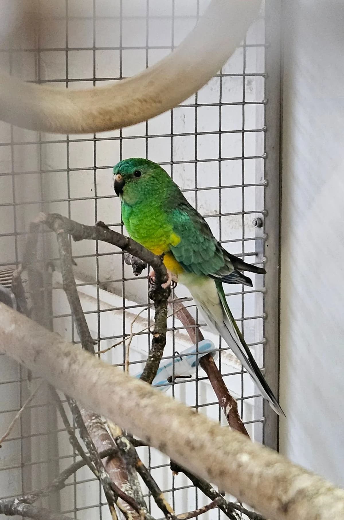 Singsittich, male Mixed Breed for adoption at Federnhilfe