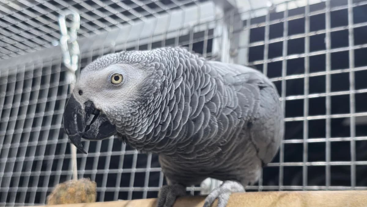 Kongo Graupapagei, male Mixed Breed for adoption at Federnhilfe
