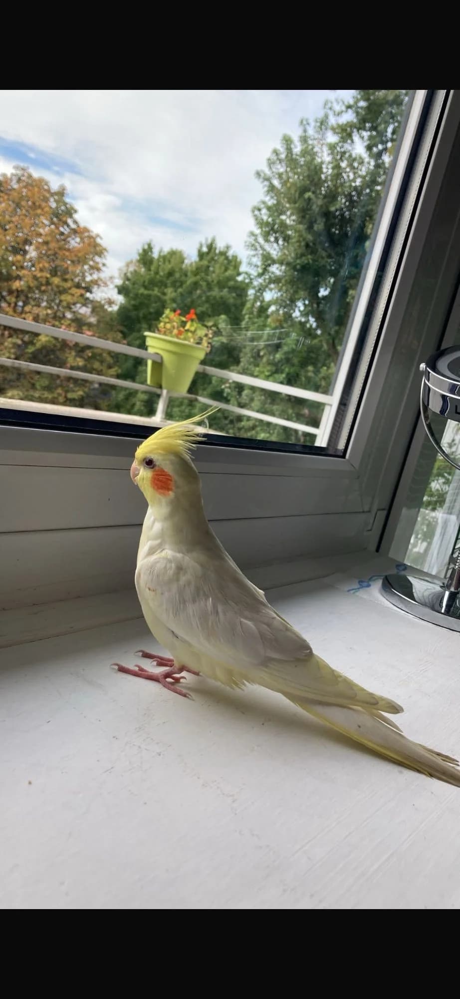 Nymphensittich, female 3yo Mixed Breed for adoption at Federnhilfe