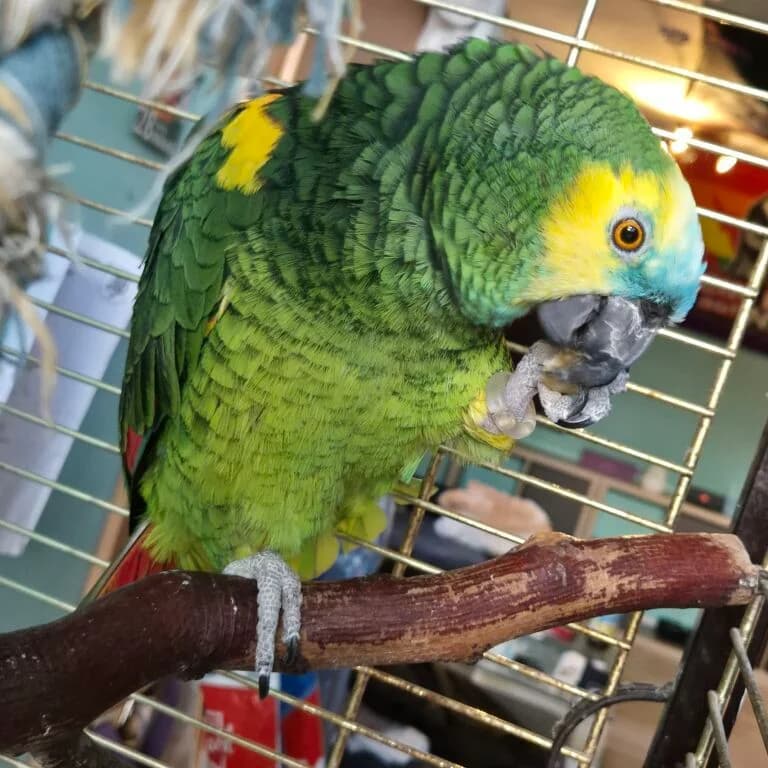 Blaustirnamazone, female senior Mixed Breed for adoption at Federnhilfe