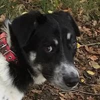 Mao, male 7yo mixed breed for adoption at Fellchen in Not e.V.