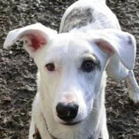 Pete, male Mixed Breed for adoption at Fellchen in Not e.V.