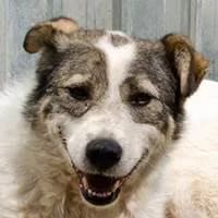 Akio, male Mixed Breed for adoption at Fellchen in Not e.V.