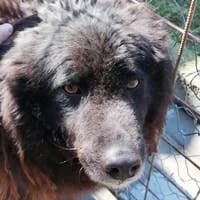 Alfred, male puppy Mixed Breed for adoption at Fellchen in Not e.V.
