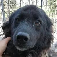 Oskar, male puppy Mixed Breed for adoption at Fellchen in Not e.V.