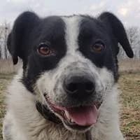 Bubu, male Mixed Breed for adoption at Fellchen in Not e.V.