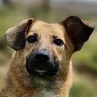 Bud, male puppy Mixed Breed for adoption at Fellchen in Not e.V.
