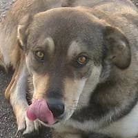 Bรผbchen, male puppy Mixed Breed for adoption at Fellchen in Not e.V.