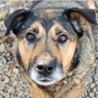 Celina, female Mixed Breed for adoption at Fellchen in Not e.V.