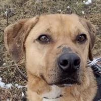 Chippi, male Mixed Breed for adoption at Fellchen in Not e.V.