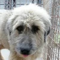 Christoph, male senior Mixed Breed for adoption at Fellchen in Not e.V.