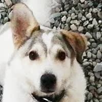 Donny, male senior Mixed Breed for adoption at Fellchen in Not e.V.