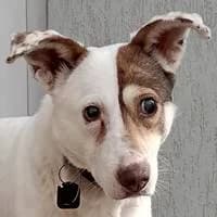 Frankie, male Mixed Breed for adoption at Fellchen in Not e.V.