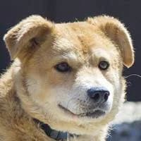 Inca, female senior Mixed Breed for adoption at Fellchen in Not e.V.