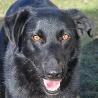 Inna, female Mixed Breed for adoption at Fellchen in Not e.V.