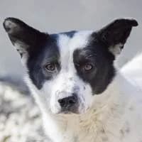 Kafka, male Mixed Breed for adoption at Fellchen in Not e.V.