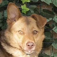 Kara, female Mixed Breed for adoption at Fellchen in Not e.V.