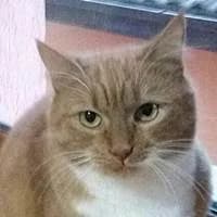Rubina, female 3yo mixed breed for adoption at Fellchen in Not e.V.