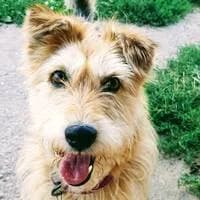 Lava, female Mixed Breed for adoption at Fellchen in Not e.V.