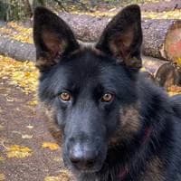 Lennox, male German Shepherd for adoption at Fellchen in Not e.V.