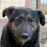 Manu, male Mixed Breed for adoption at Fellchen in Not e.V.