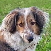 Minnie, female Mixed Breed for adoption at Fellchen in Not e.V.