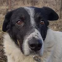 Monty, male Mixed Breed for adoption at Fellchen in Not e.V.