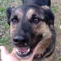 Negrutz, male Mixed Breed for adoption at Fellchen in Not e.V.