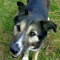 Nelly, female Mixed Breed for adoption at Fellchen in Not e.V.