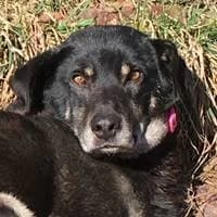 Nerone, male Mixed Breed for adoption at Fellchen in Not e.V.