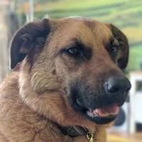 Balu, male mixed breed for adoption at Fellchen in Not e.V.